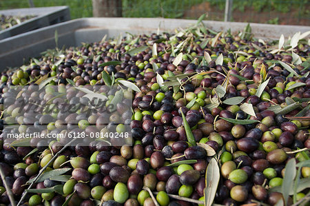 Freshly harvested olives in Tuscany, being prepared for press.