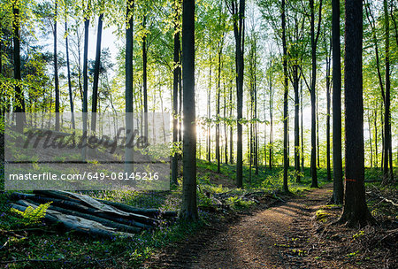 Hallerbos forest, Halle, Vlaams-Brabant, Belgium