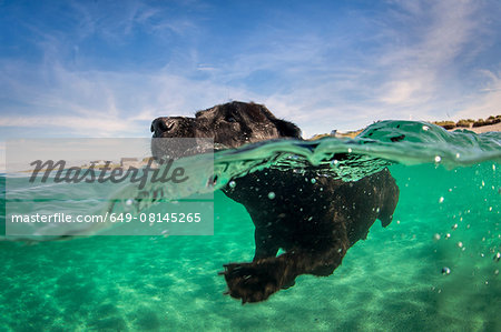 Labrador retriever swimming in water, surface level view