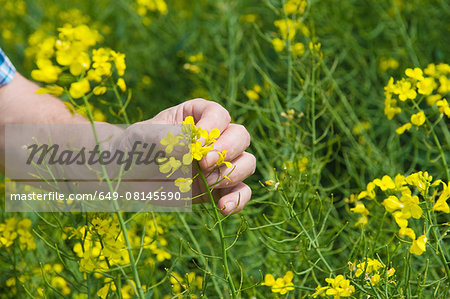 Close up of male farmers hand examining yellow flower of charlock plant