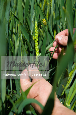 Close up of male farmers hand examining ear of wheat in field