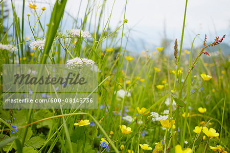 Flower Field with Buttercups, Salzburger Land, Austria