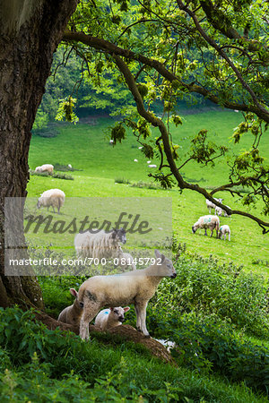 Sheep on Pasture, Chipping Campden, Gloucestershire, Cotswolds, England, United Kingdom