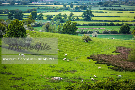 Sheep on Pasture, Chipping Campden, Gloucestershire, Cotswolds, England, United Kingdom