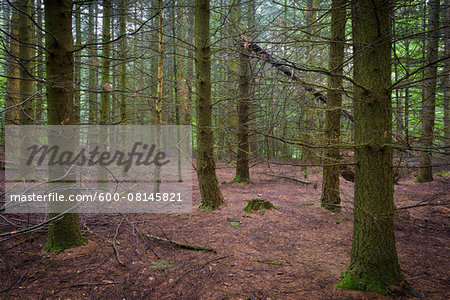 Spooky Spruce Forest, Odenwald, Hesse, Germany