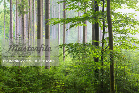 European Beach (Fagus sylvatica) Forest on Misty Morning, Spessart, Bavaria, Germany