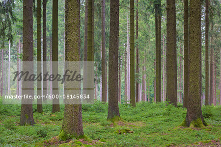 Spruce Forest, Natural Regeneration, Odenwald, Hesse, Germany