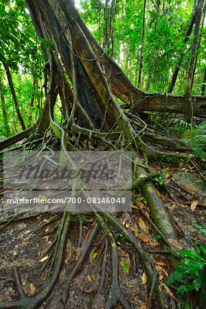 White Fig (Ficus virens) Tree Trunk and Roots, Daintree Rainforest, Daintree National Park, Queensland, Australia