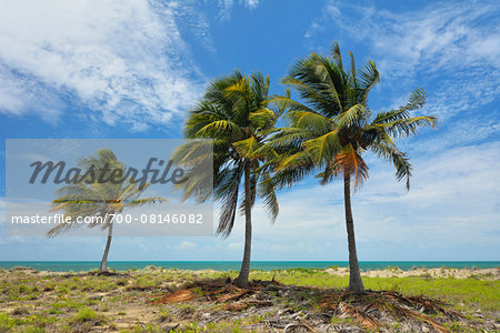 Coconut Palms on Coast in Summer, Queens Beach, Bowen, Queensland, Australia