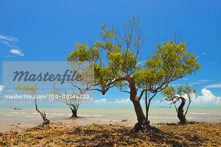 Mangrove Trees on Stone Coast, Clairview, Queensland, Australia