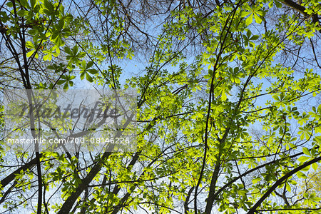 Chestnut Tree Leaves in Spring, Staatspark Furstenlager, Bensheim, Odenwald, Hesse, Germany