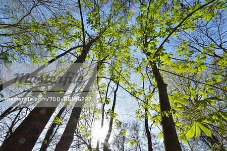 Chestnut Tree Leaves with Sun in Spring, Staatspark Furstenlager, Bensheim, Odenwald, Hesse, Germany