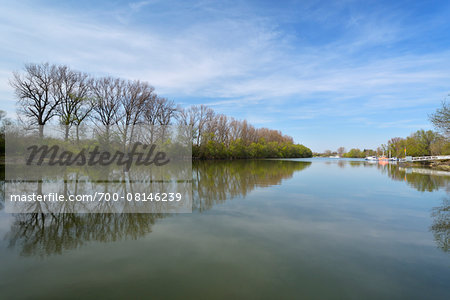 Trees Reflecting in River, Old Rhine, Lampertheim, Hesse, Germany
