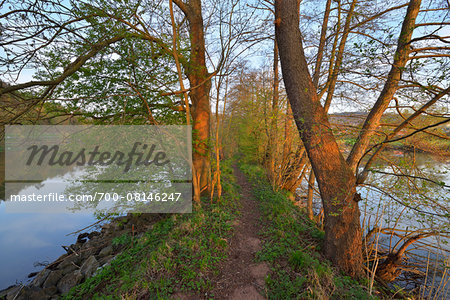 Path om Embankment in River Main in Spring, Collenberg, Lower Franconia, Spessart, Miltenberg District, Bavaria, Germany