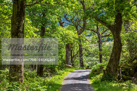 Tree-lined road, Killarney National Park, beside the town of Killarney, County Kerry, Ireland