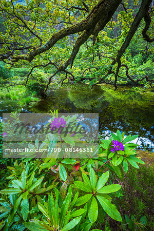 Close-up of plants and pond, Killarney National Park, beside the town of Killarney, County Kerry, Ireland