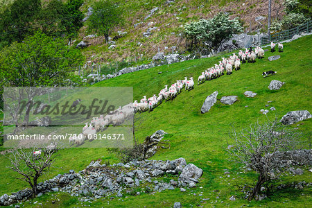 Sheep being rounded up by sheep dogs near Moll's Gap, along the Ring of Kerry, County Kerry, Ireland