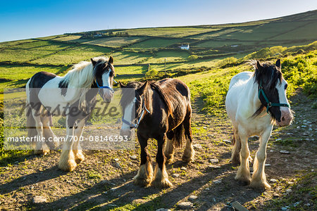 Horses at St Finian's Bay, along the Skellig Coast on the Ring of Kerry, County Kerry, Ireland