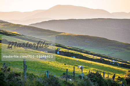 Sheep grazing on hillside, St Finian's Bay, along the Skellig Coast on the Ring of Kerry, County Kerry, Ireland Sheep grazing on hillside, St Finian's Bay, along the Skellig Coast on the Ring of Kerry, County Kerry, Ireland