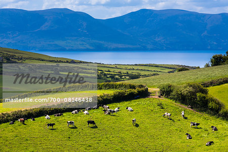 Scenic overview of farmland with cows grazing in field, near Dingle, County Kerry, Ireland