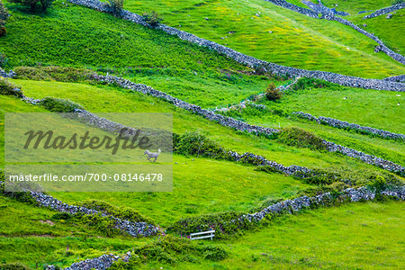 Sceni view of farmland, Claremorris, County Mayo, Ireland