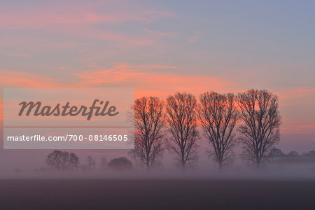 Cottonwood Tree Row at Sunrise, Harpertshausen, Dieburg, Darmstadt-Dieburg-District, Hesse, Germany