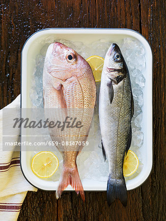 A red snapper and a sea bass on ice cubes with lemon slices in an enamel pan A red snapper and a sea bass on ice cubes with lemon slices in an enamel pan