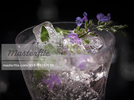 An exotic drink made with cat nip and ice cubes (edible flowers and petals frozen in ice cubes)