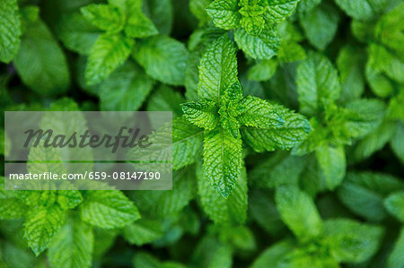 Fresh mint growing in the garden