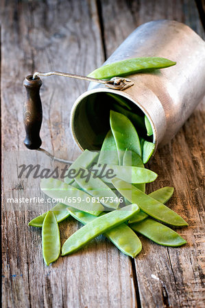 Mange tout in front of an old overturned milk churn