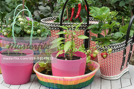 Basil seedlings in pink plastic pots, and tomato and strawberry plants in baskets made of woven plastic
