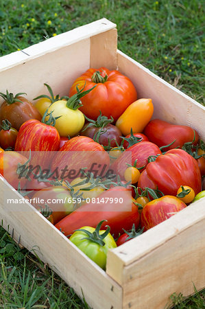 Heirloom tomatoes in a crate on grass