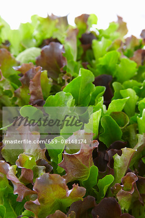 Mixed salad leaves