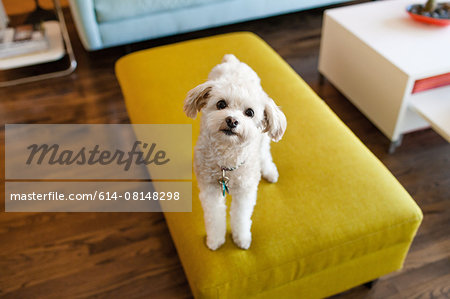 Portrait of dog sitting on stool