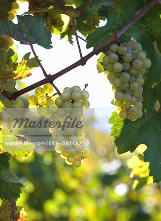 Riesling grapes on a vine