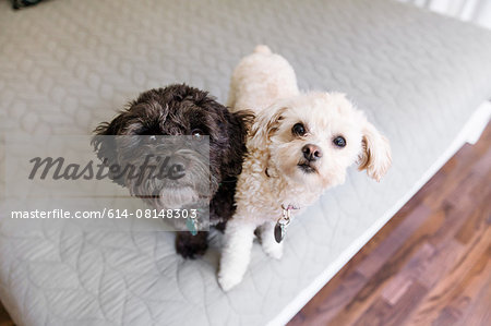 Portrait of two dogs sitting together, elevated view