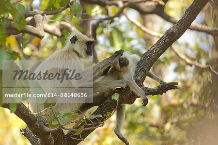 Langur monkey - Semnopithecus entellus, Satpura National Park, Madhya Pradesh India