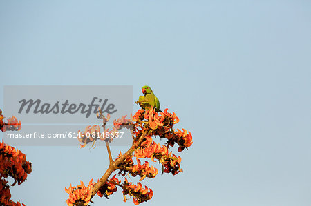 Rose-ringed parakeet - Psittacula krameri, Satpura National Park, Madhya Pradesh India