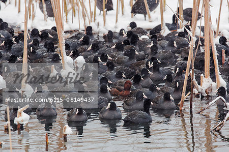 Flock of coots resting on lake