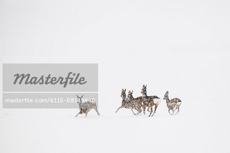 Roe deer herd in flight Roe deer herd in flight