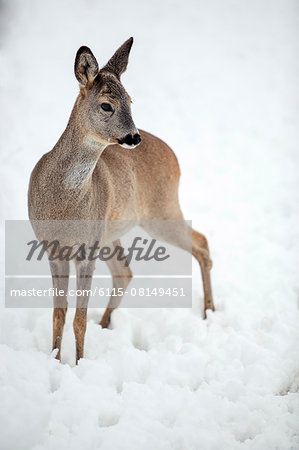 Female roe deer in snow