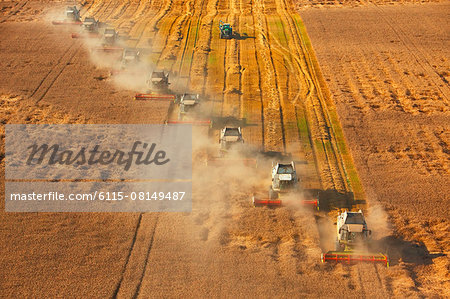 Harvesting with combine harvesters, Slavonia, Croatia