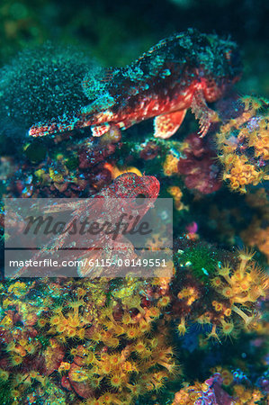 Red scorpionfish, close-up, Adriatic Sea