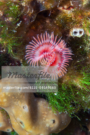 White-Tufted Worm, close-up, Adriatic Sea