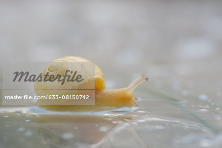 Snail, close-up