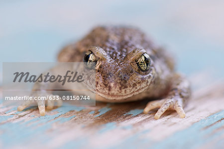 Toad, portrait