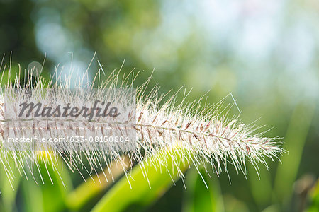 Grass seedhead, close-up