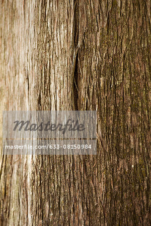 Cedar tree trunk, close-up