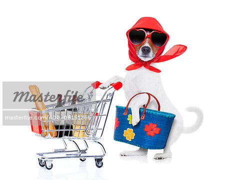 crazy and silly  jack russell dog diva lady with bag pushing  full of products supermarket cart , isolated on white background