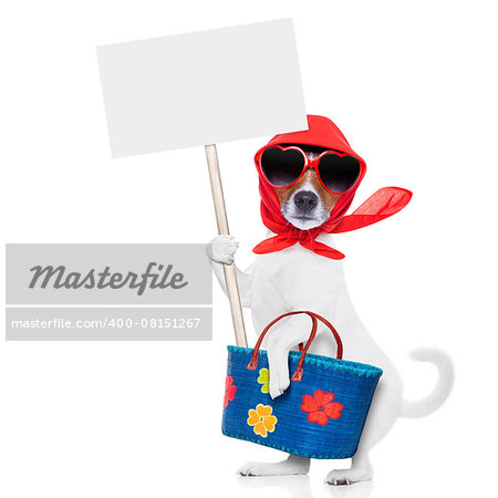 jack russell dog diva lady with bag shopping at supermarket , holding a white blank placard, isolated on white background